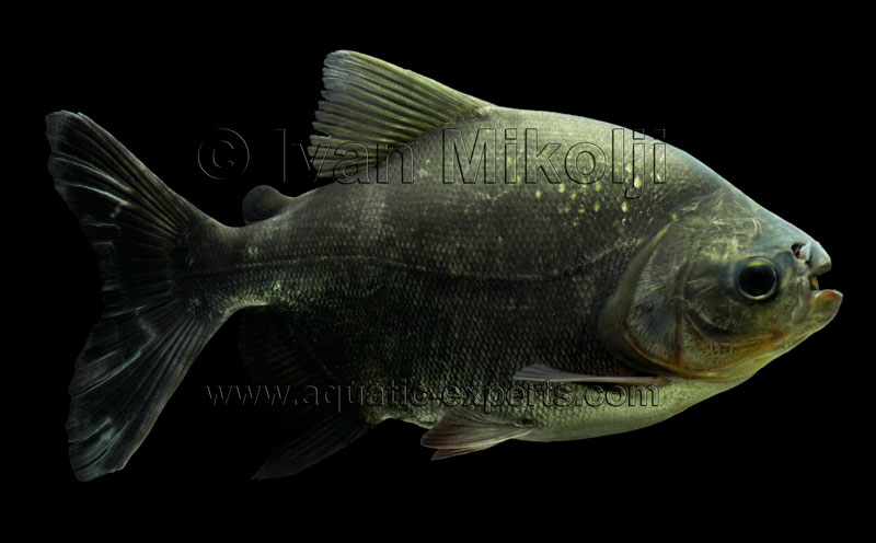 Colossoma macropomum